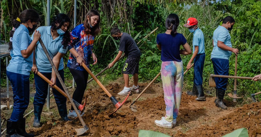 What Hurricanes Taught Puerto Rico About Feeding Itself